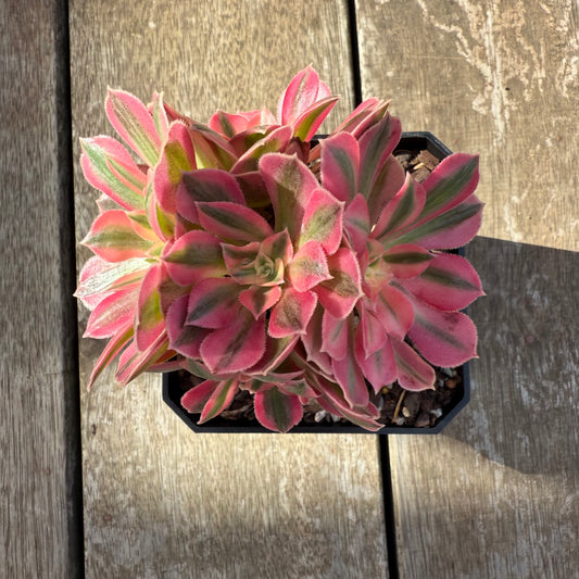 0306 Aeonium Pink Witch