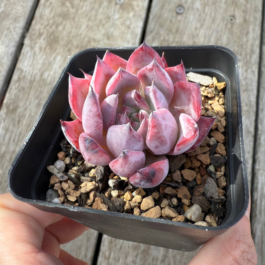 0306 Echeveria Black Swan