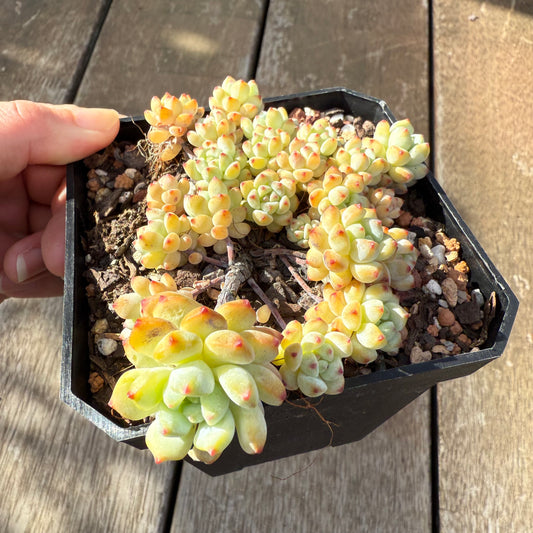 0306 Echeveria Caramel Spirit