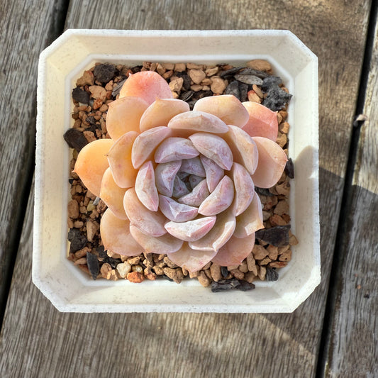 0306 Echeveria Pure Love