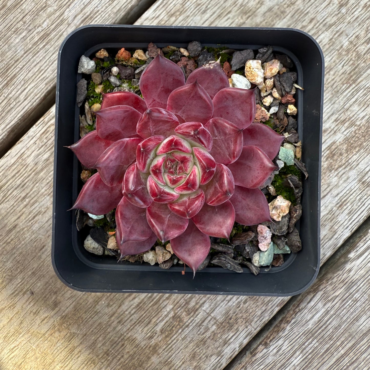 0306 Echeveria Queen Margot
