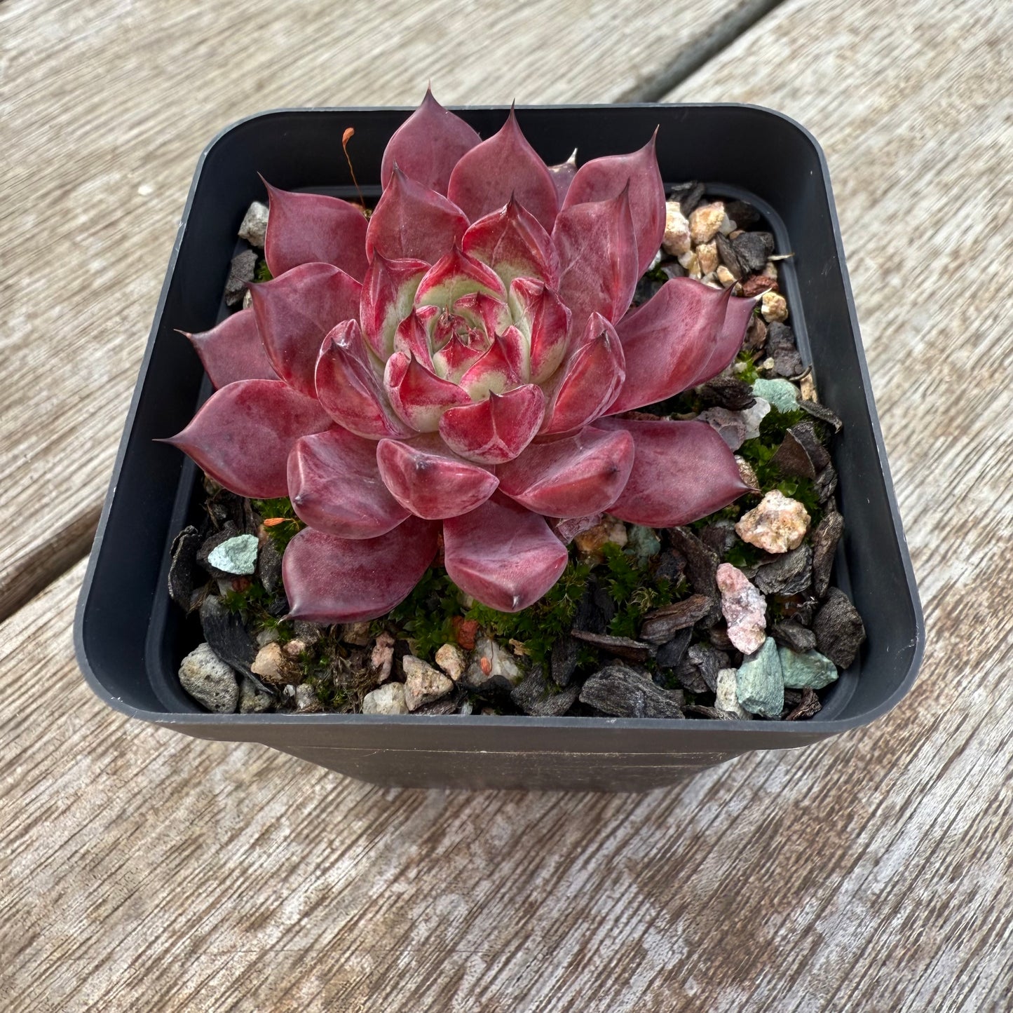 0306 Echeveria Queen Margot