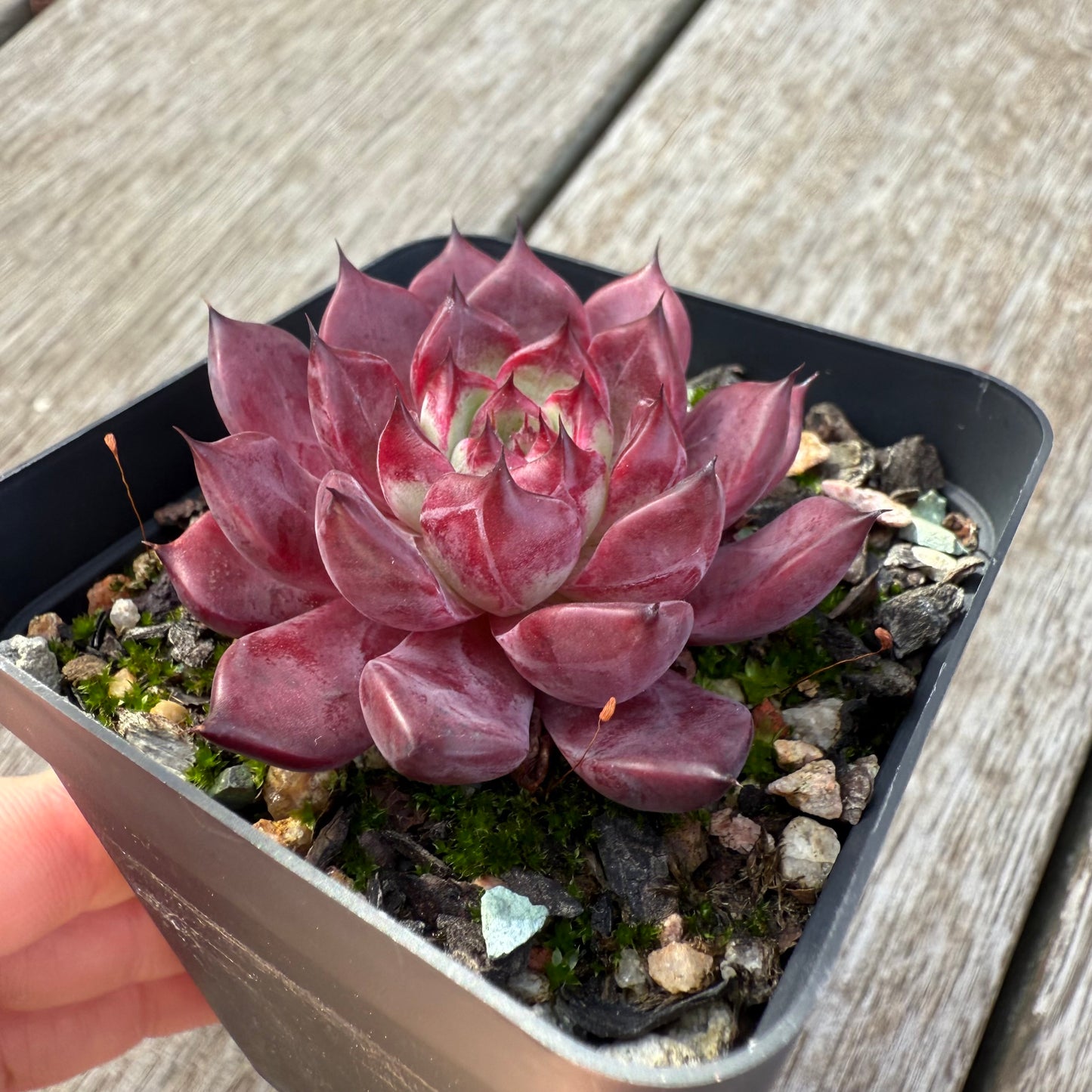 0306 Echeveria Queen Margot
