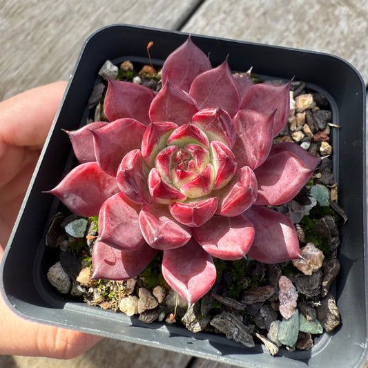 0306 Echeveria Queen Margot