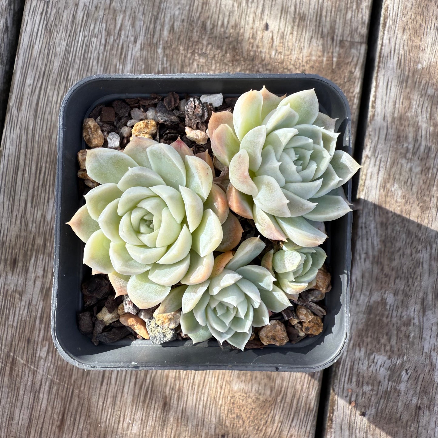 0306 白玫瑰