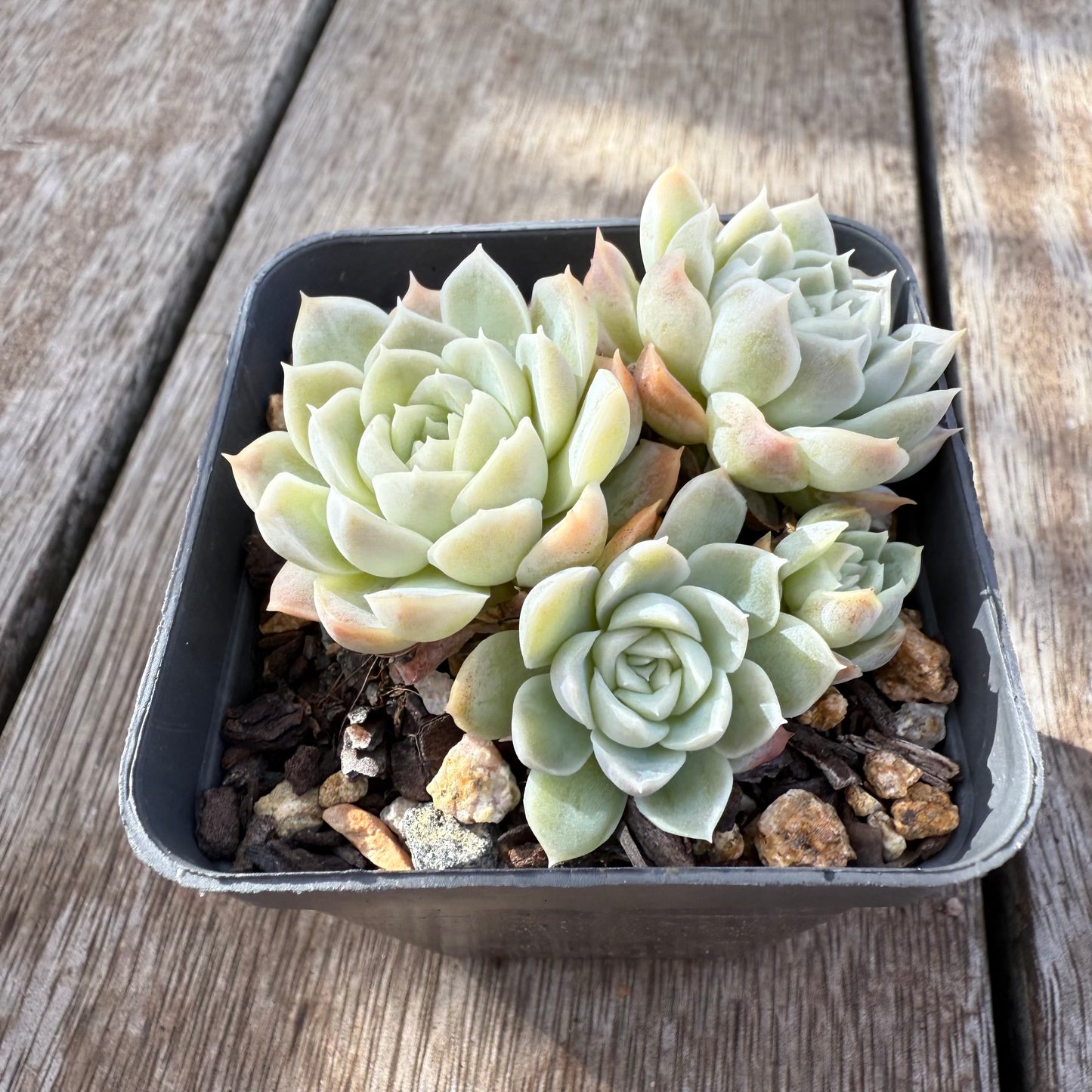 0306 白玫瑰