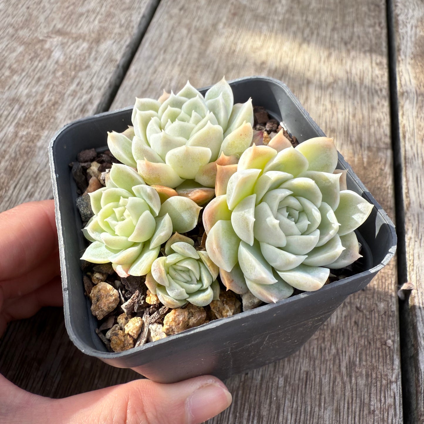 0306 白玫瑰