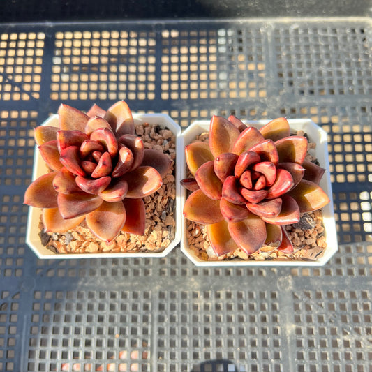 Echeveria Abundant Rose