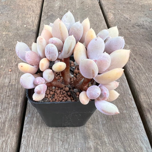 0310 Pachyphytum Apple / Pink Tips