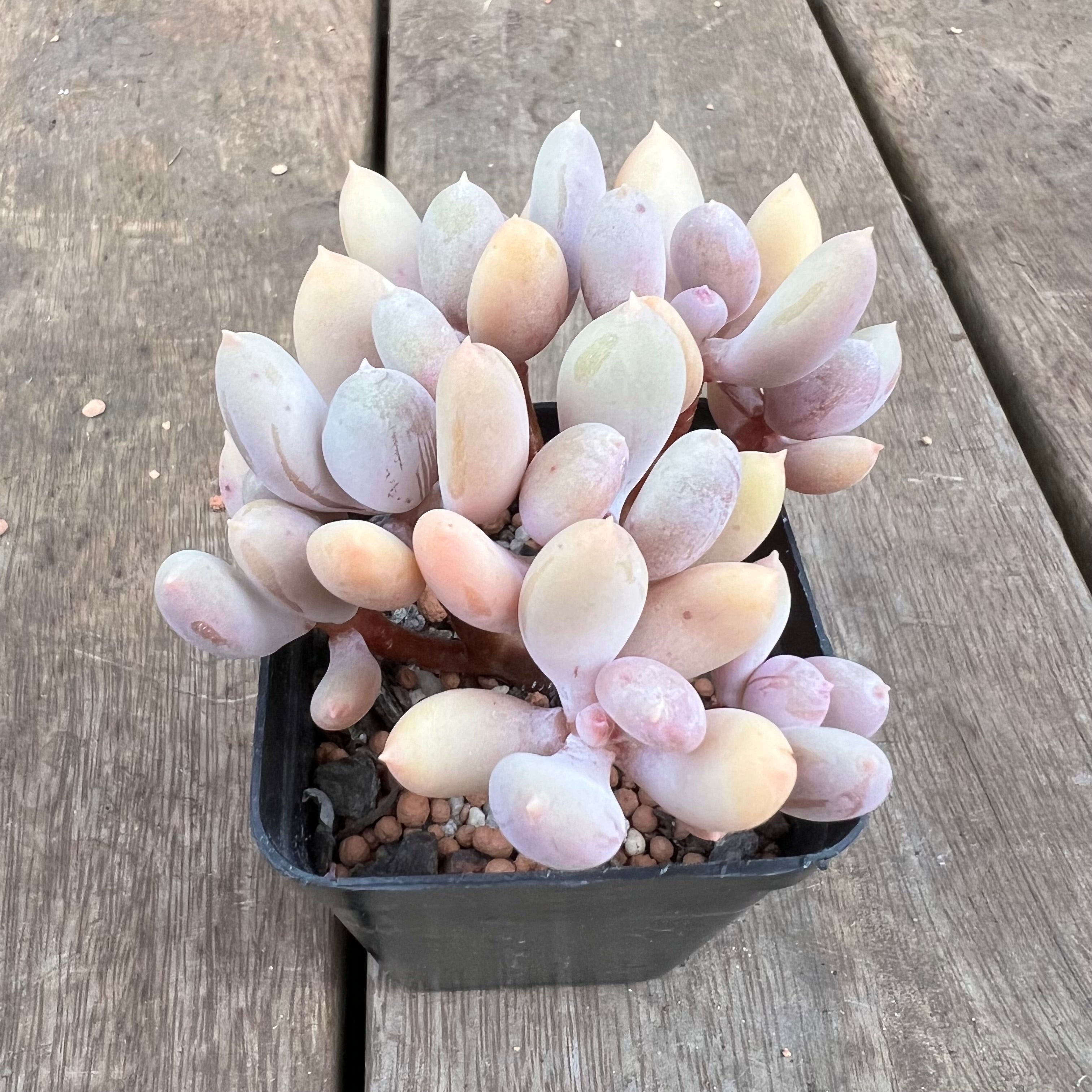 Bella's Pick (Get the SAME plant) – Bella Succulent Garden