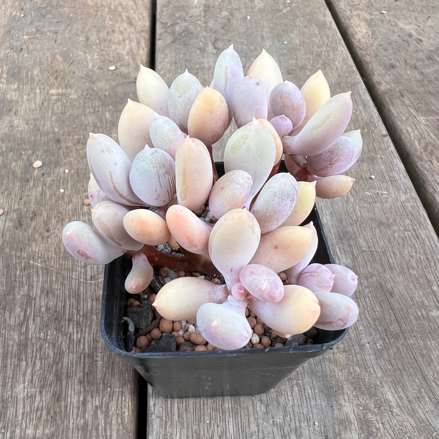 0310 Pachyphytum Apple / Pink Tips