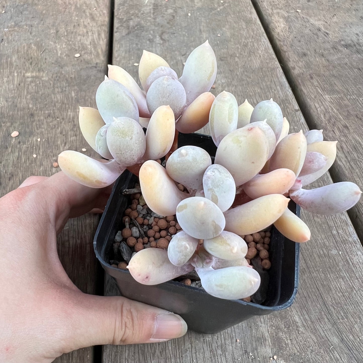 0310 Pachyphytum Apple / Pink Tips