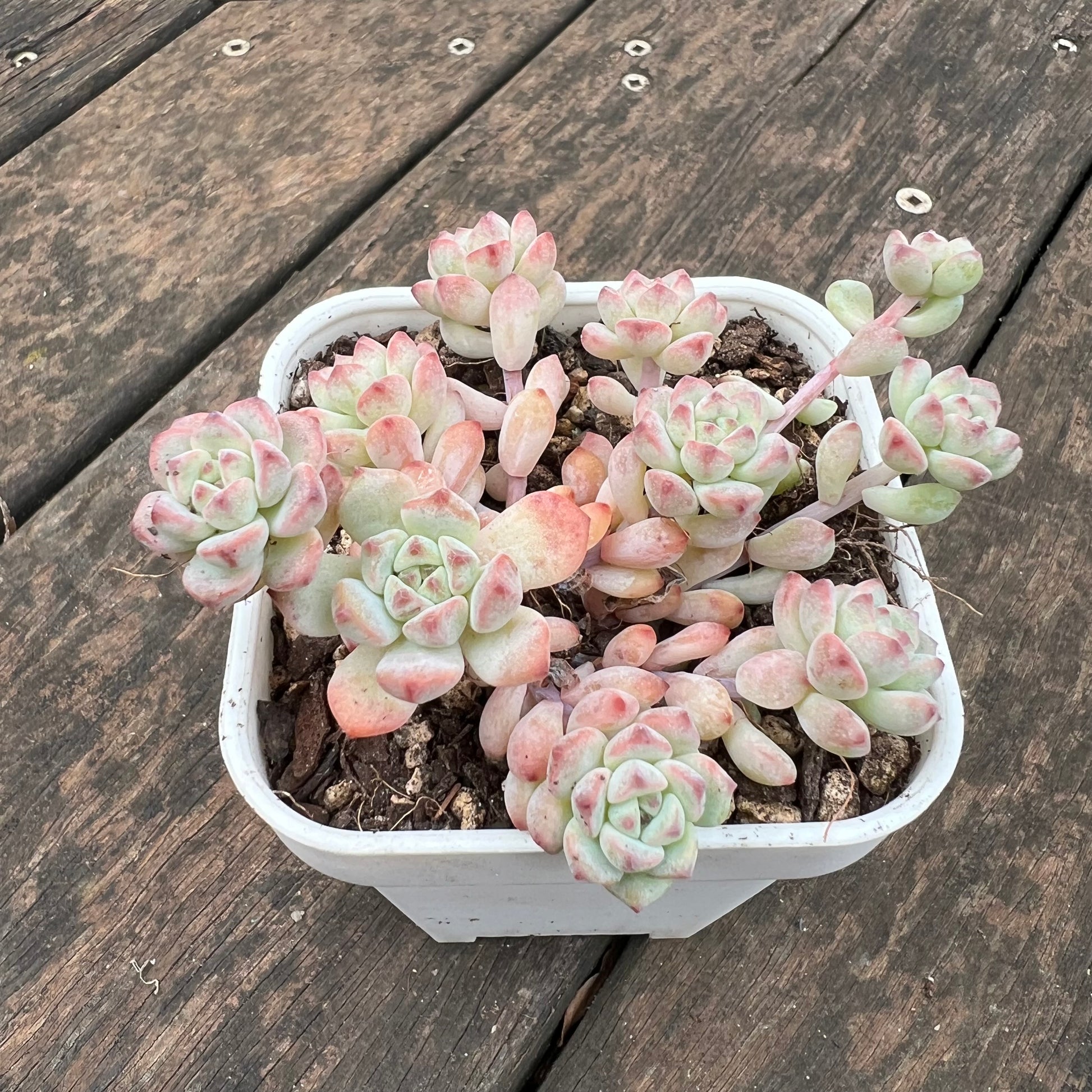 carmel succulents 0406 Echeveria Caramel Spirit – Bella Succulent Garden