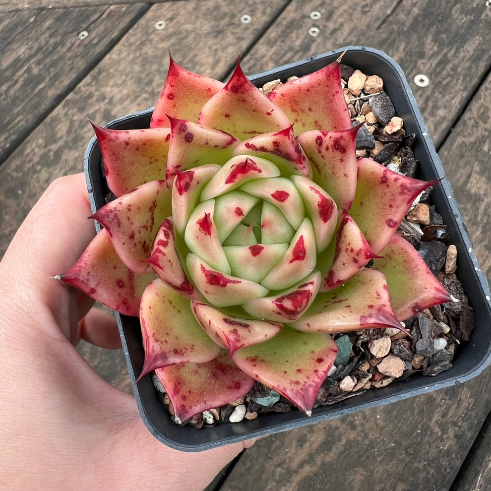 0406 Echeveria Elizabeth sp. – Bella Succulent Garden