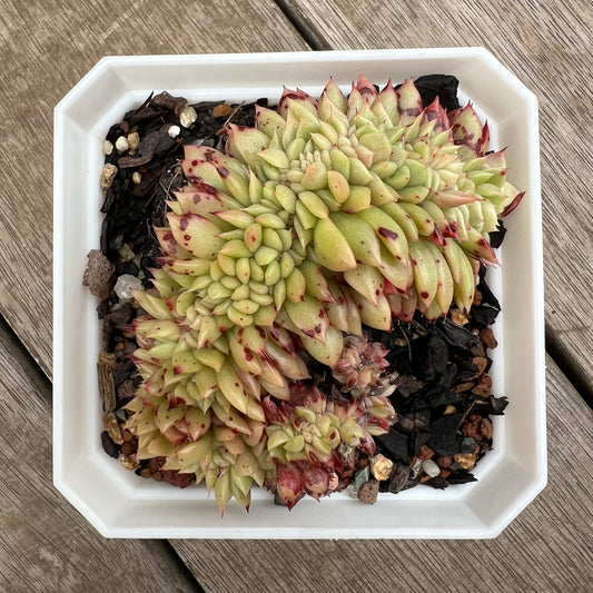 0406 Echeveria Gilva Crest (Large)