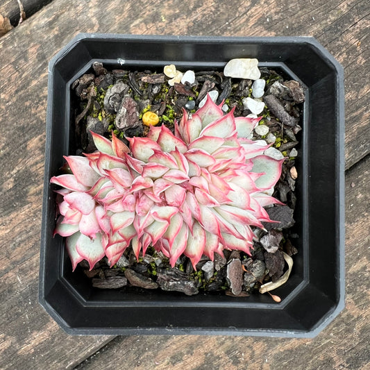0406 Echeveria Moon Gadnis Crest