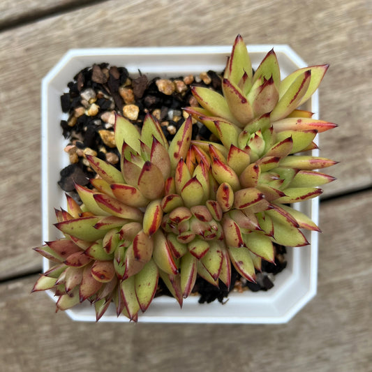 0406 Echeveria 'Ek Soul' Crest