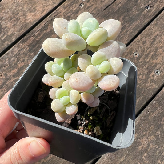 0406 Graptosedum Miul