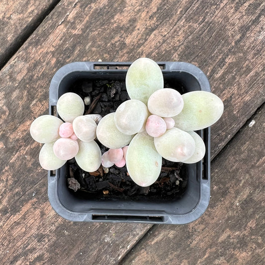 0406 Pachyphytum 'Egg Tart'