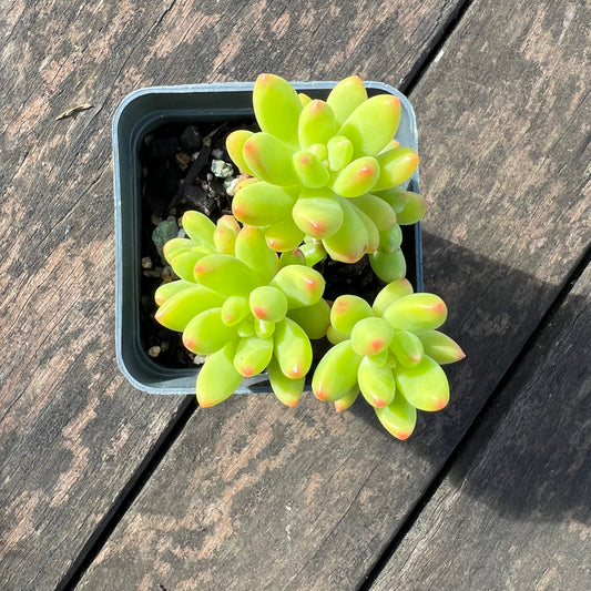 0406 Sedum Alice Evans