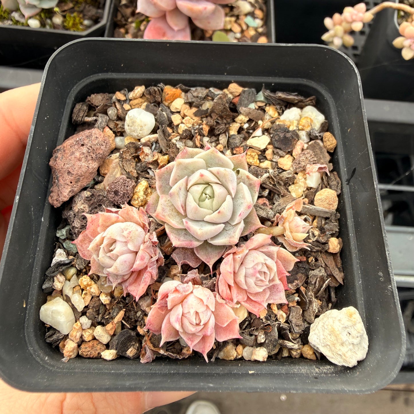 0508 Echeveria 'Fairy Floss' (special link for Lianne)