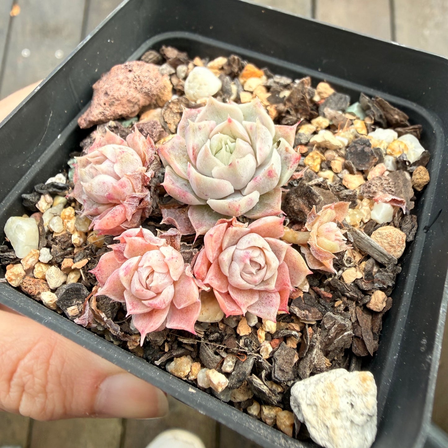 0508 Echeveria 'Fairy Floss' (special link for Lianne)
