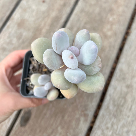 0904 Pachyphytum Oviferum