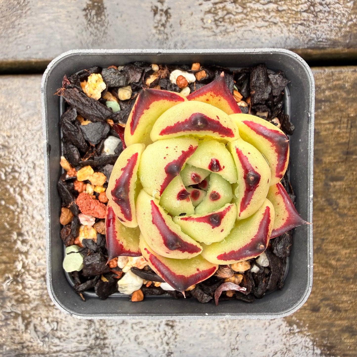 0411 乌木黑檀汁