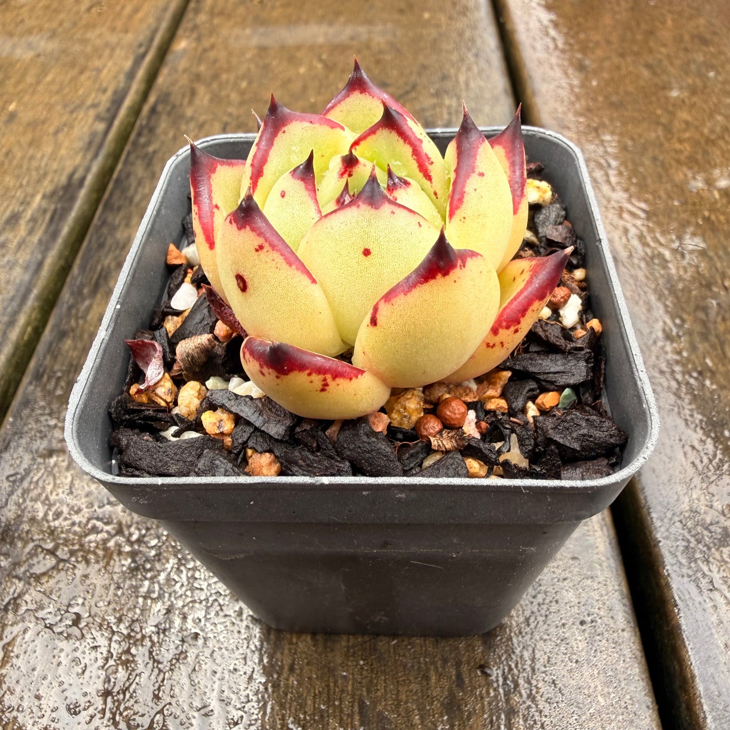 0411 乌木黑檀汁