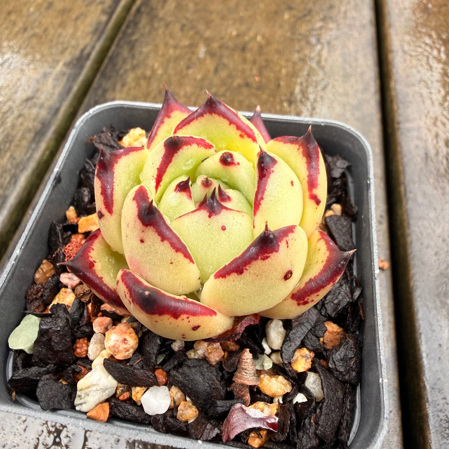 0411 乌木黑檀汁