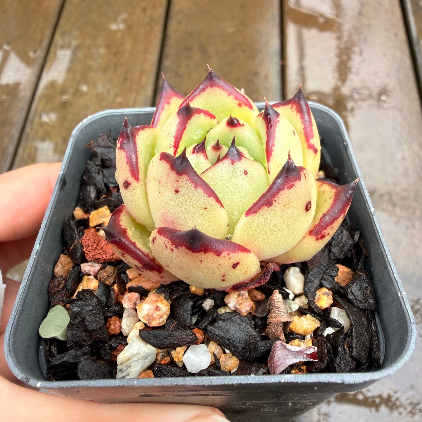 0411 乌木黑檀汁