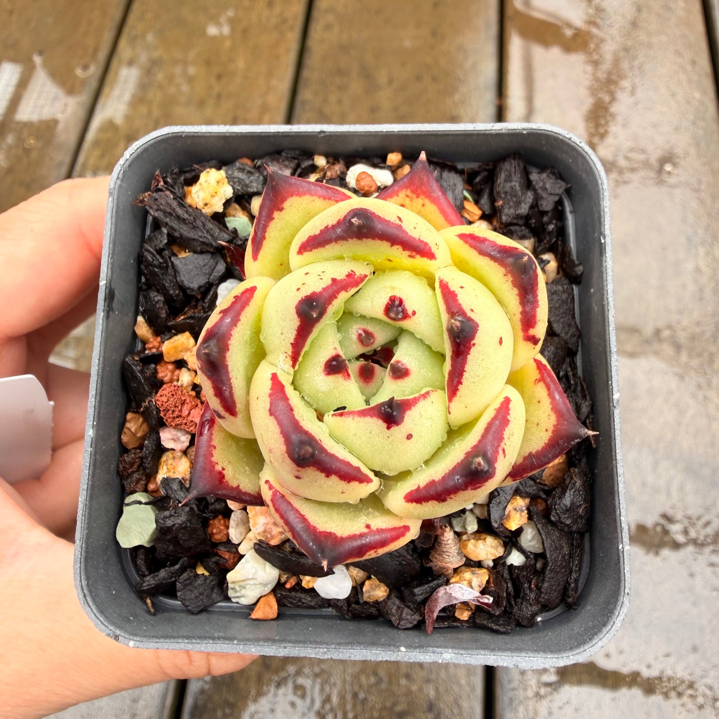 0411 乌木黑檀汁