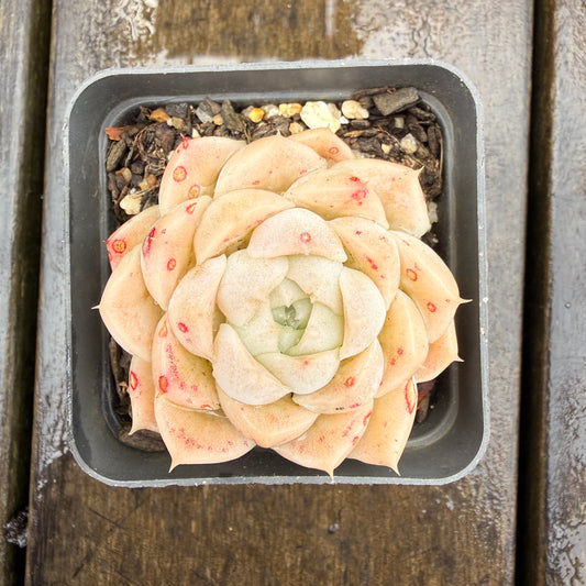 0411 月影 奶油玫瑰