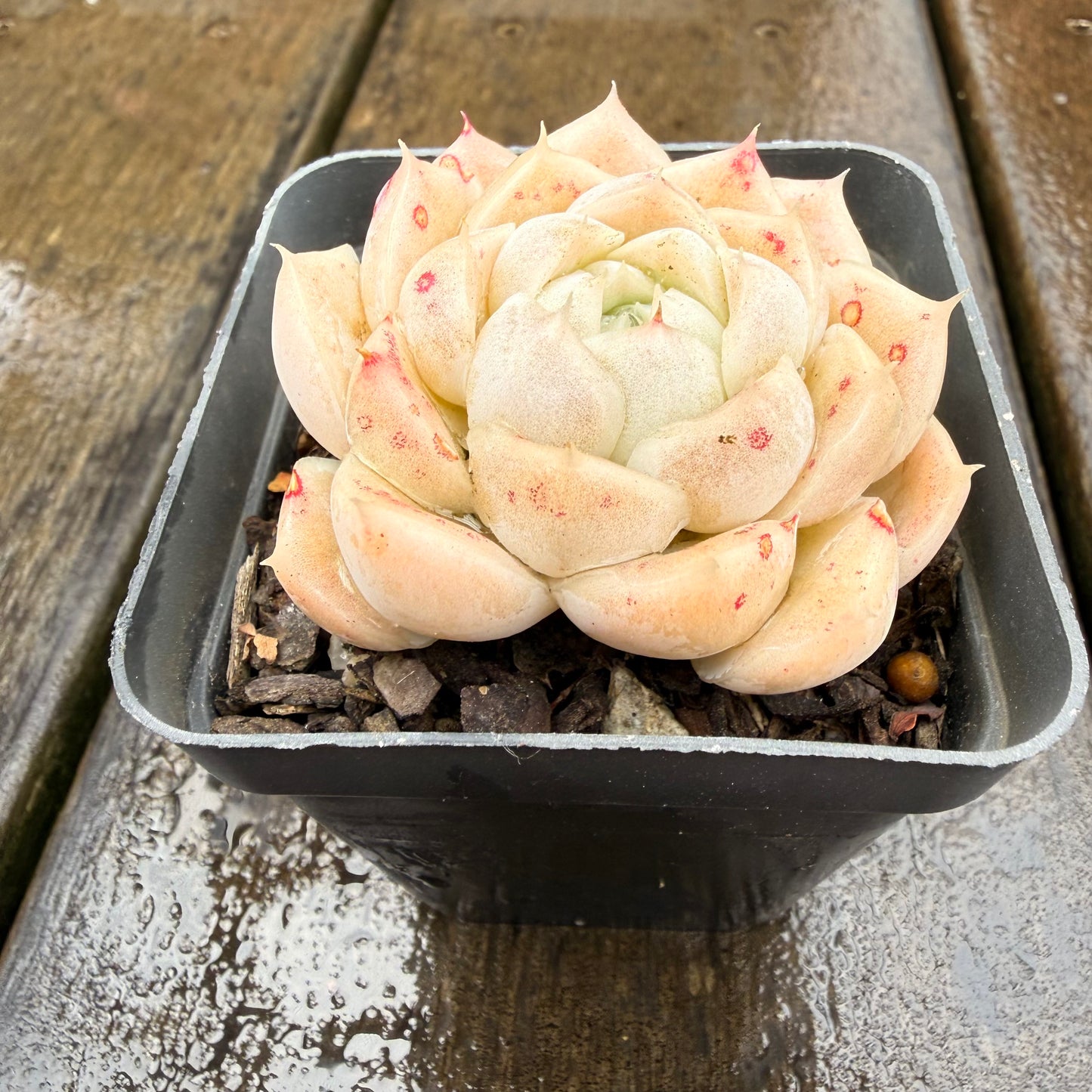 0411 月影 奶油玫瑰