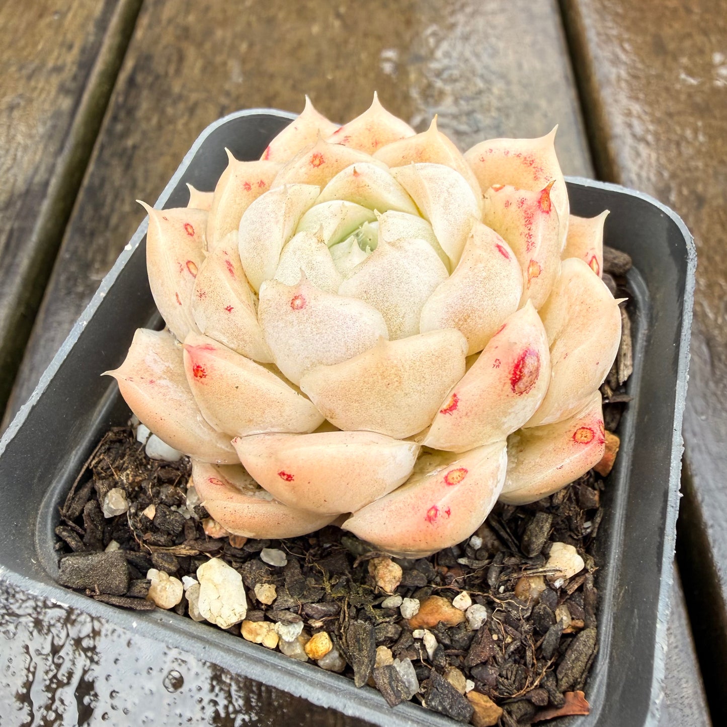 0411 月影 奶油玫瑰