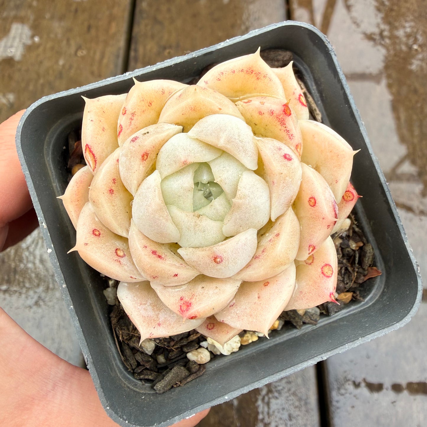 0411 月影 奶油玫瑰