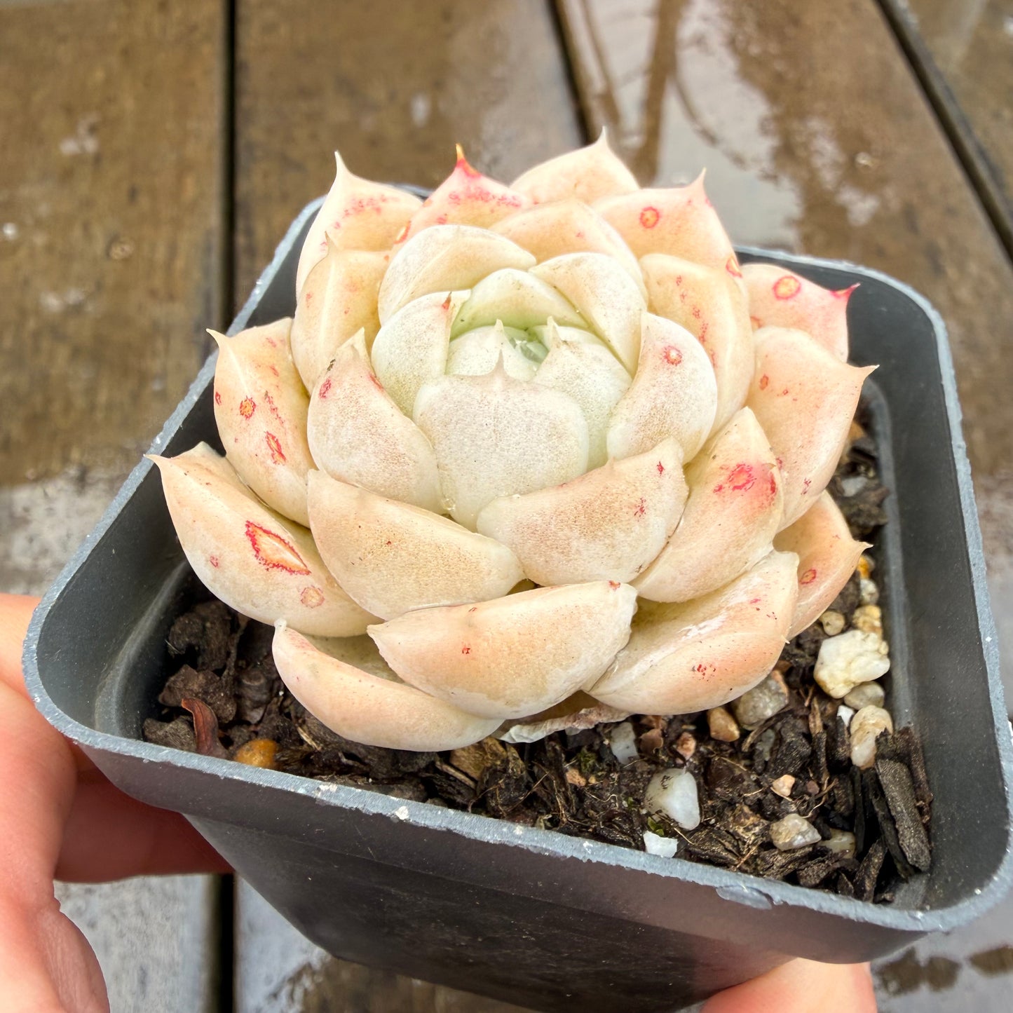 0411 月影 奶油玫瑰