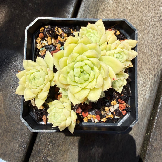 0411 麦秆 (大群)