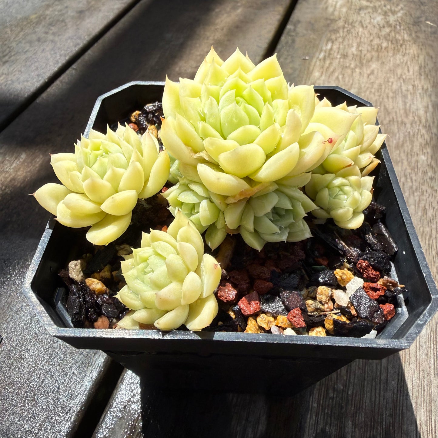 0411 麦秆 (大群)