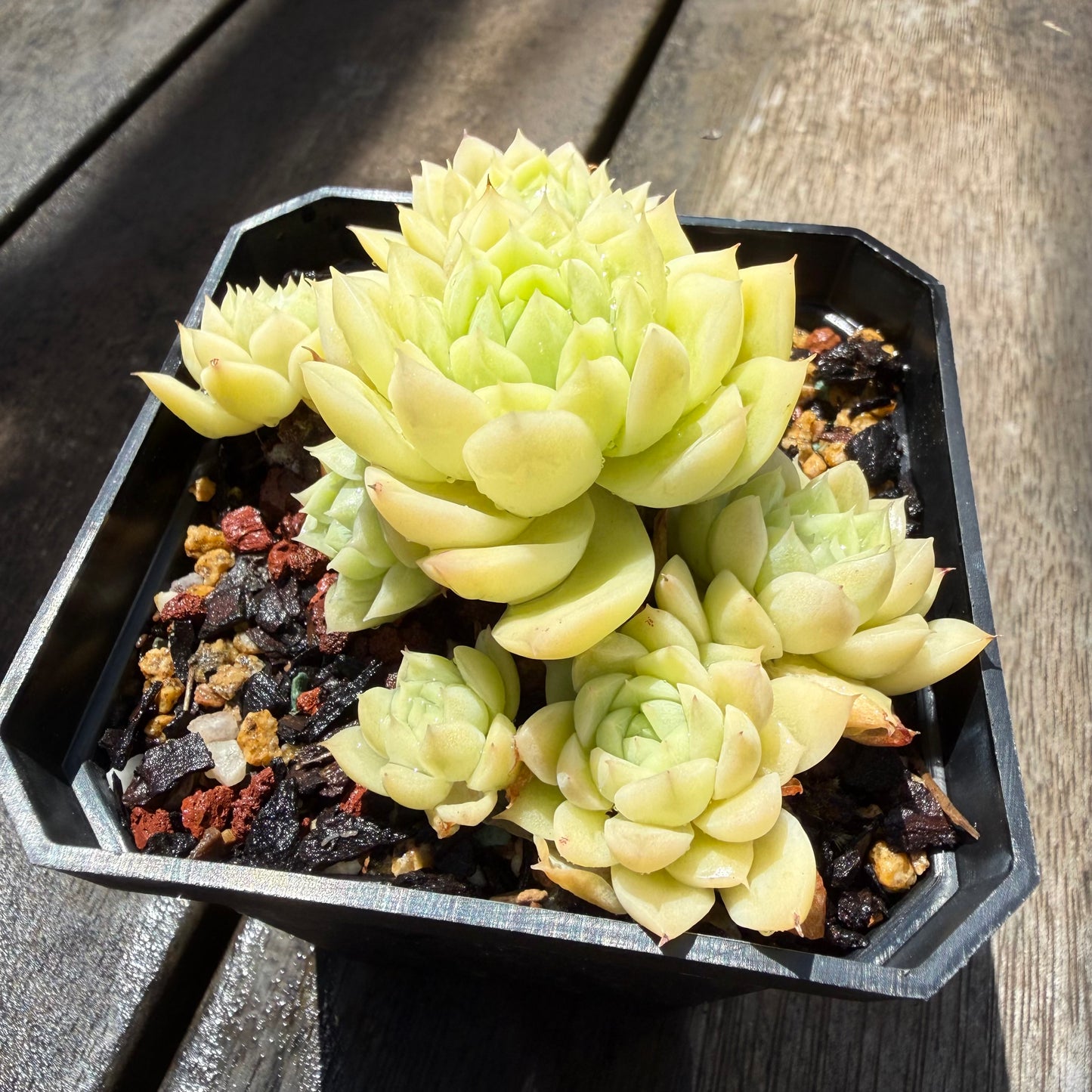 0411 麦秆 (大群)