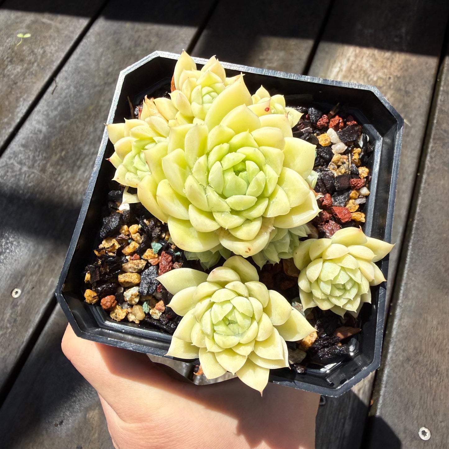 0411 麦秆 (大群)