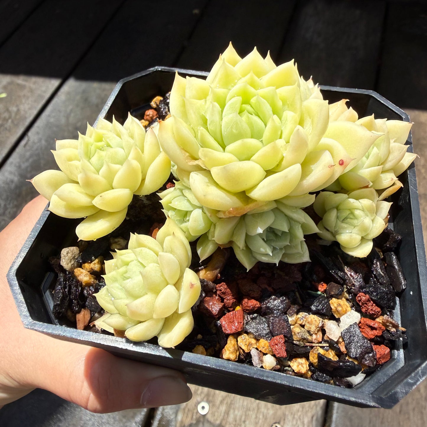 0411 麦秆 (大群)