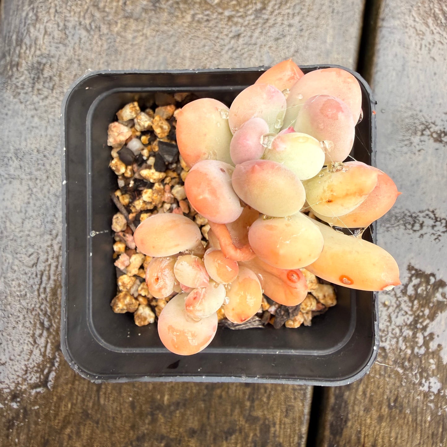 0411 Pachyphytum Oviferum Mikadukibijin