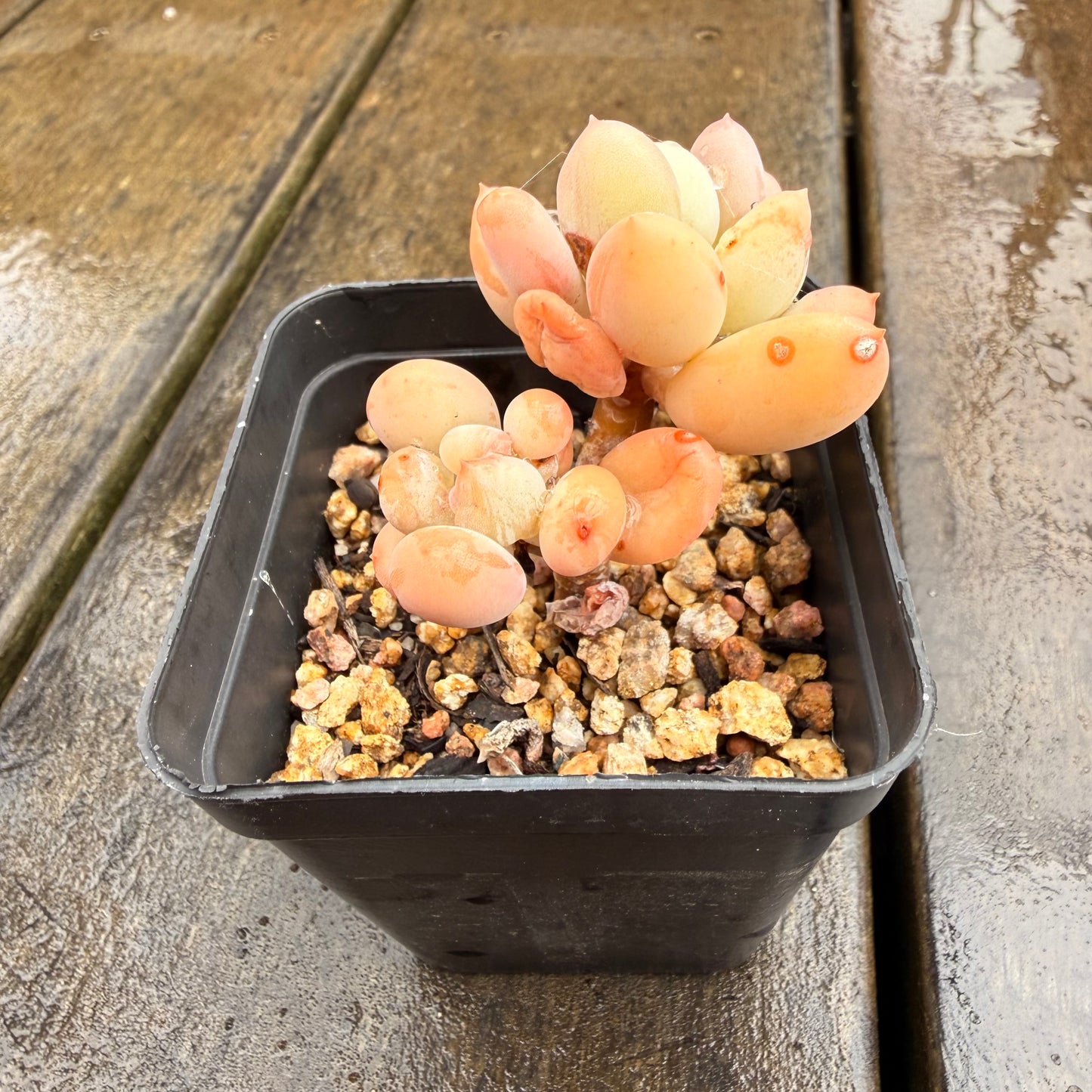 0411 Pachyphytum Oviferum Mikadukibijin