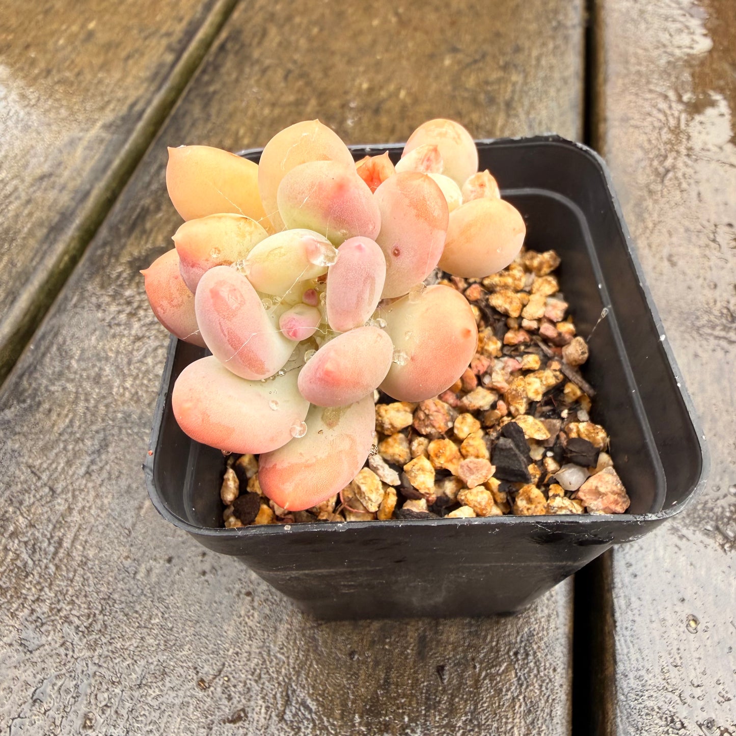 0411 Pachyphytum Oviferum Mikadukibijin
