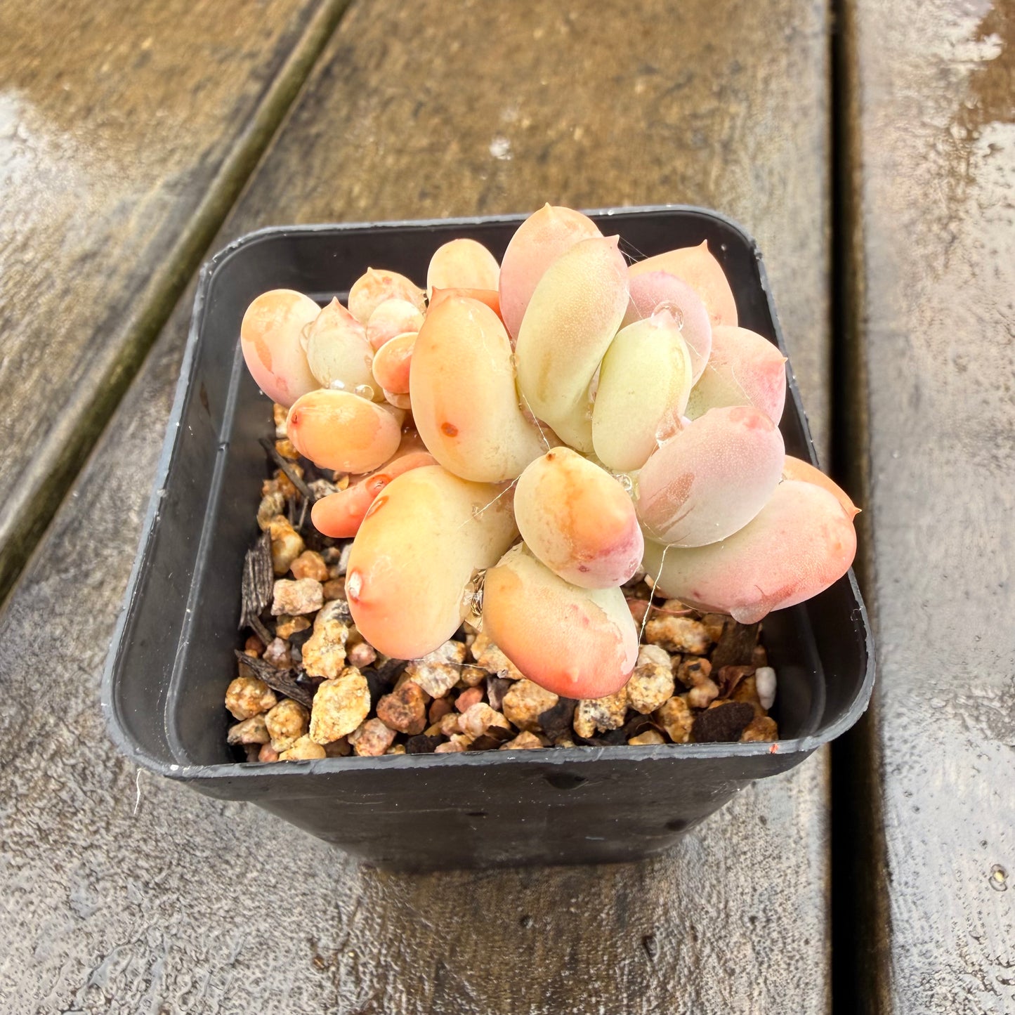 0411 Pachyphytum Oviferum Mikadukibijin