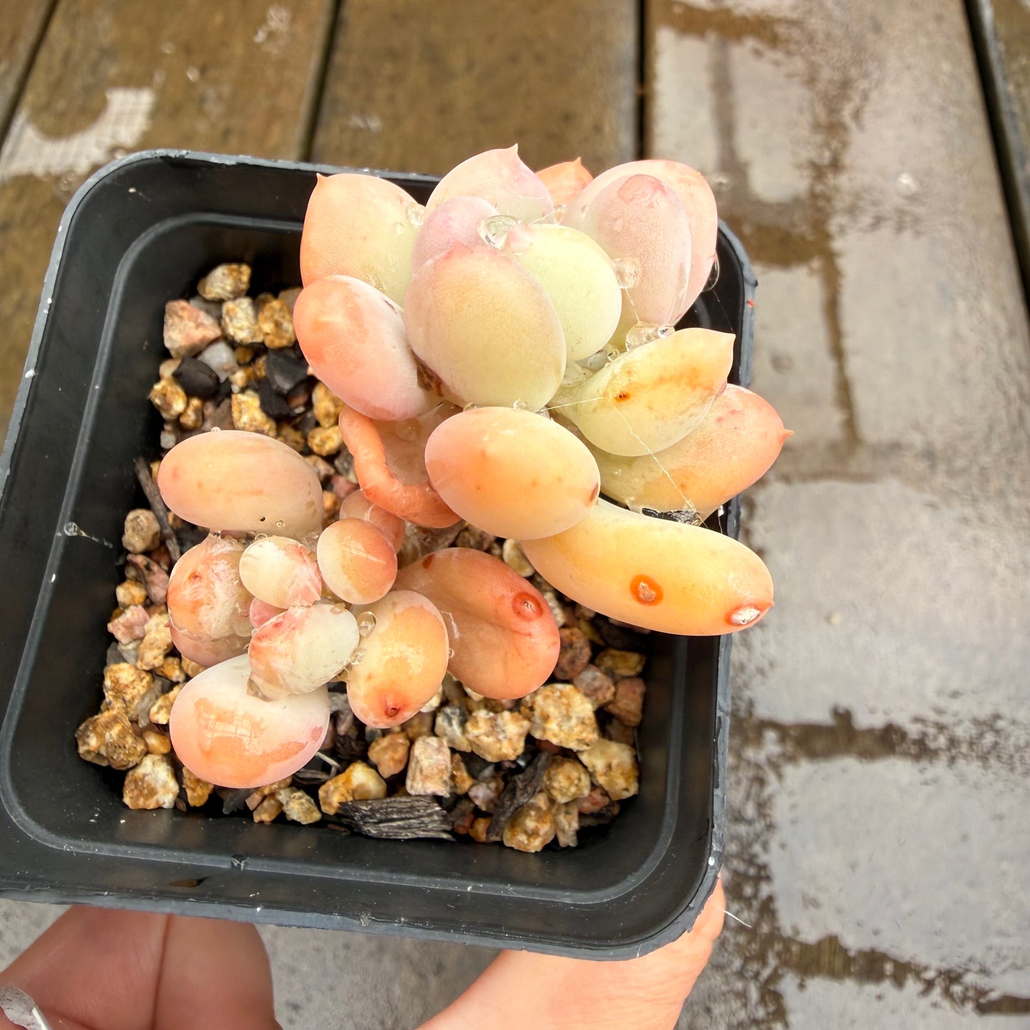 0411 Pachyphytum Oviferum Mikadukibijin