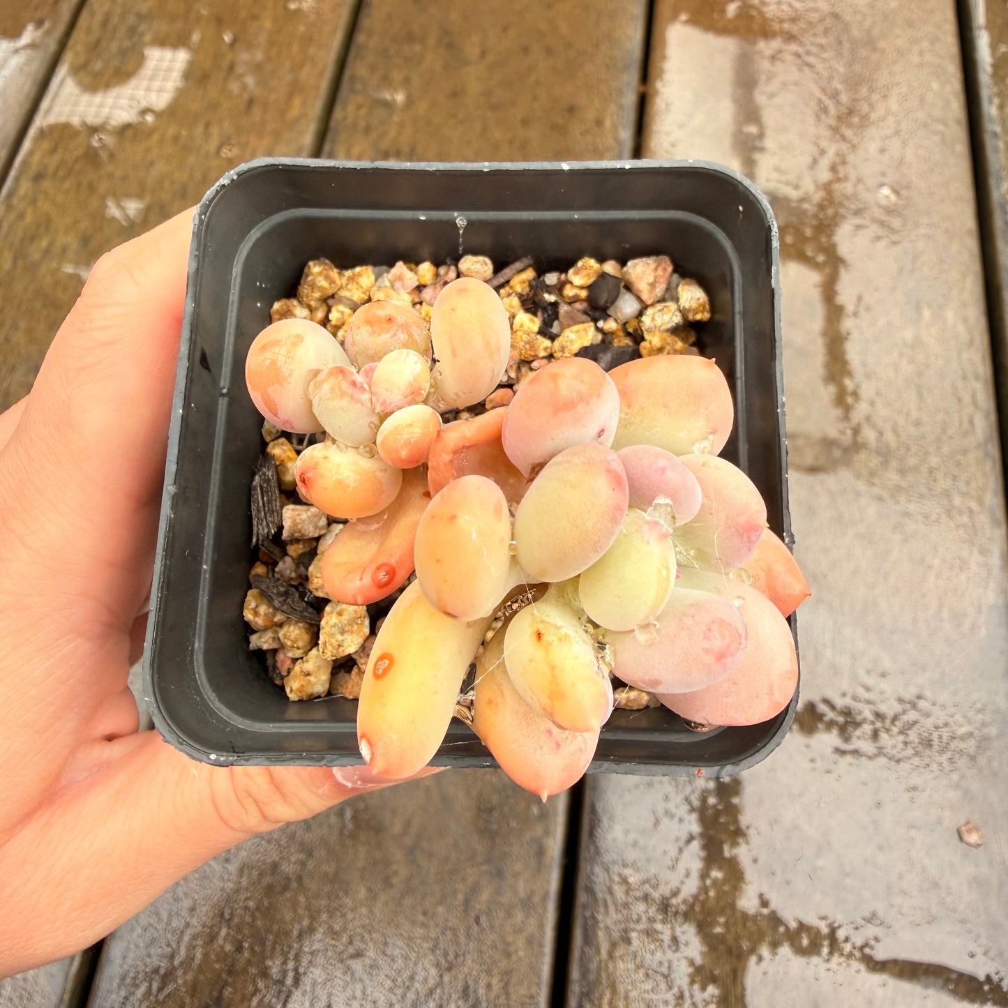 0411 Pachyphytum Oviferum Mikadukibijin