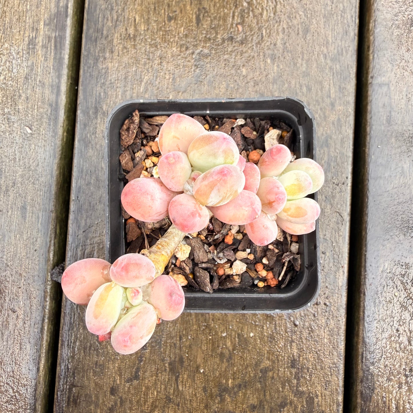 0411 Pachyphytum Garciae