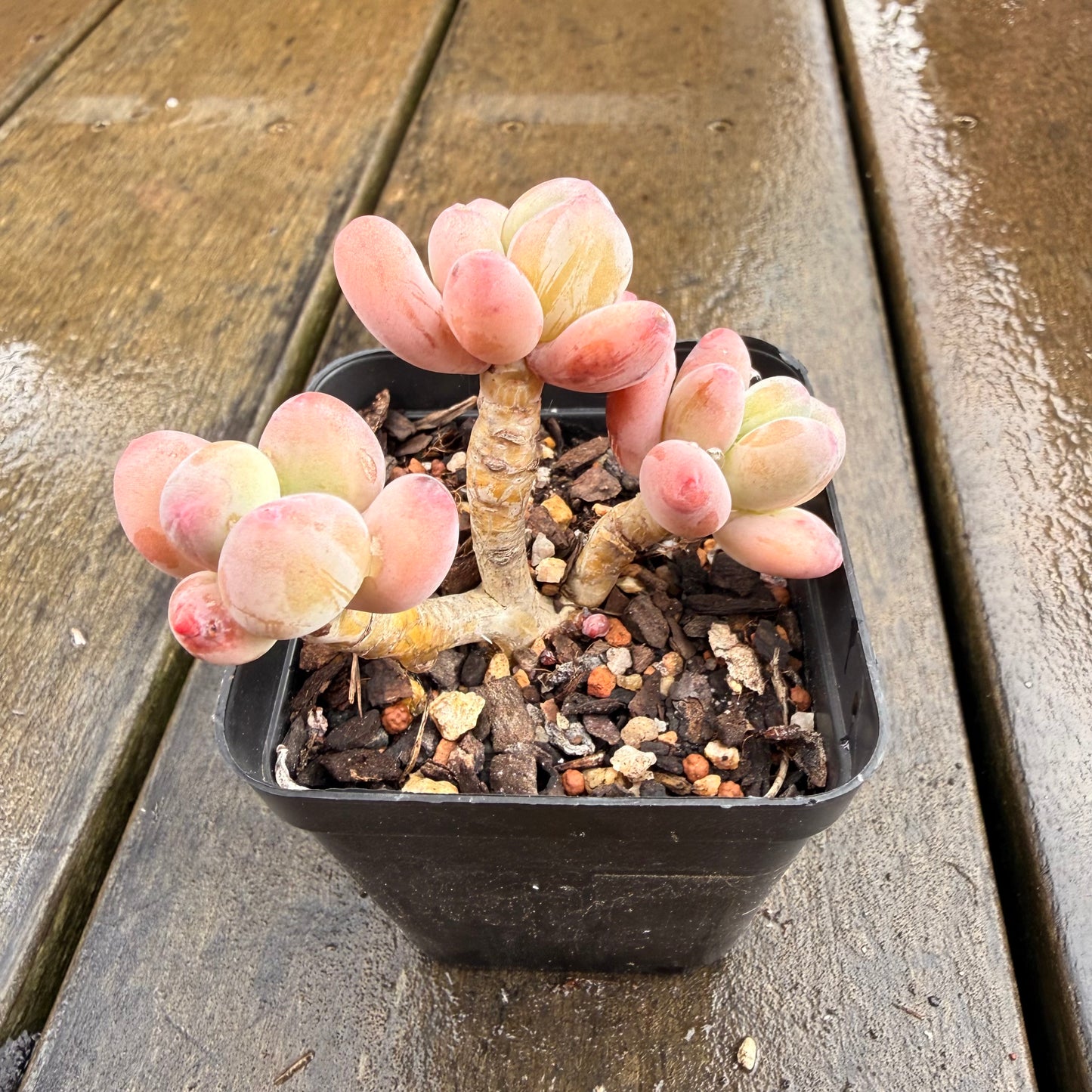 0411 Pachyphytum Garciae